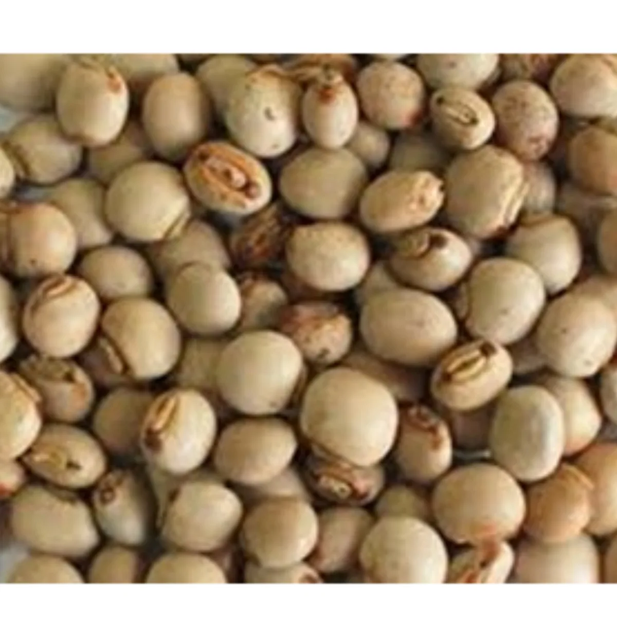 Semente de FEIJAO BOER , 1KG SC